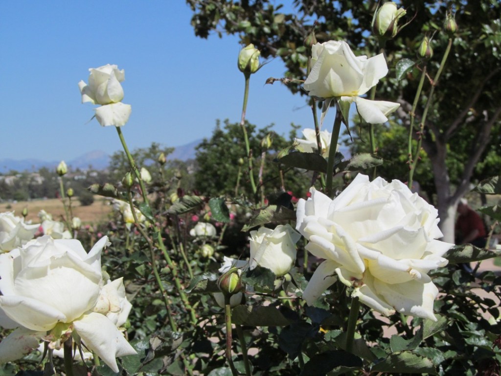 Balboa white roses