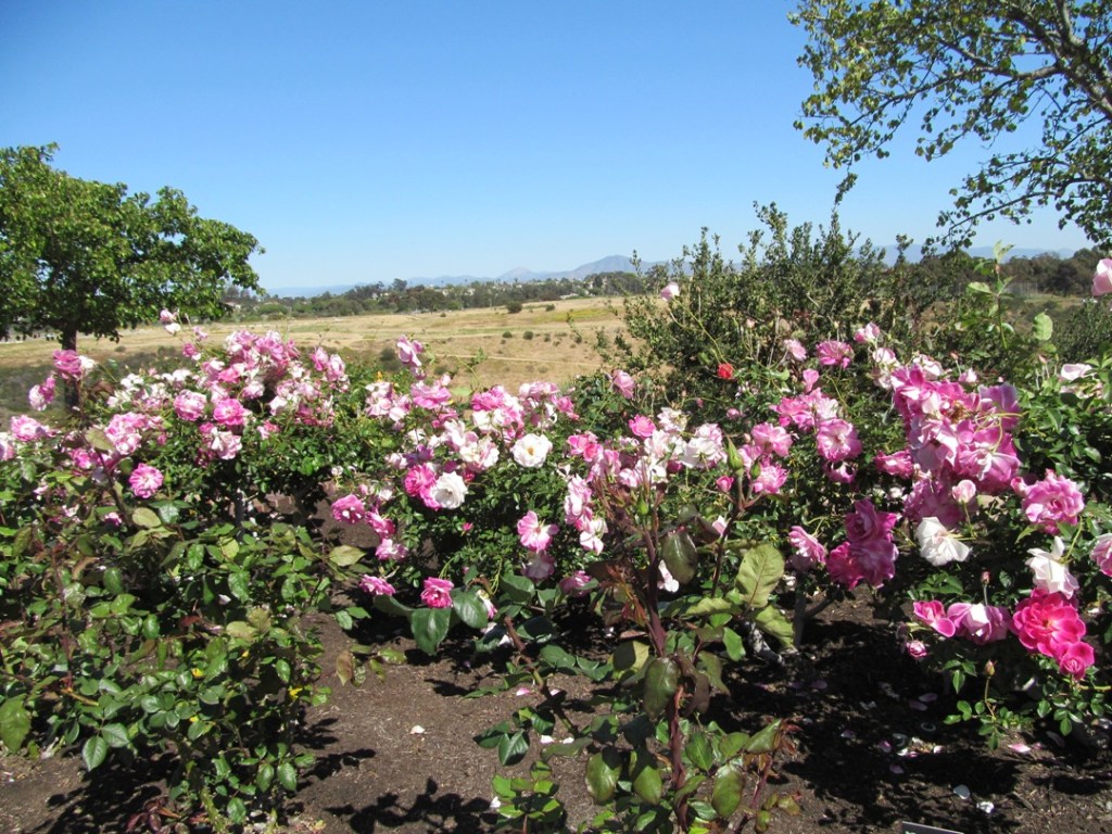 Balboa pink roses