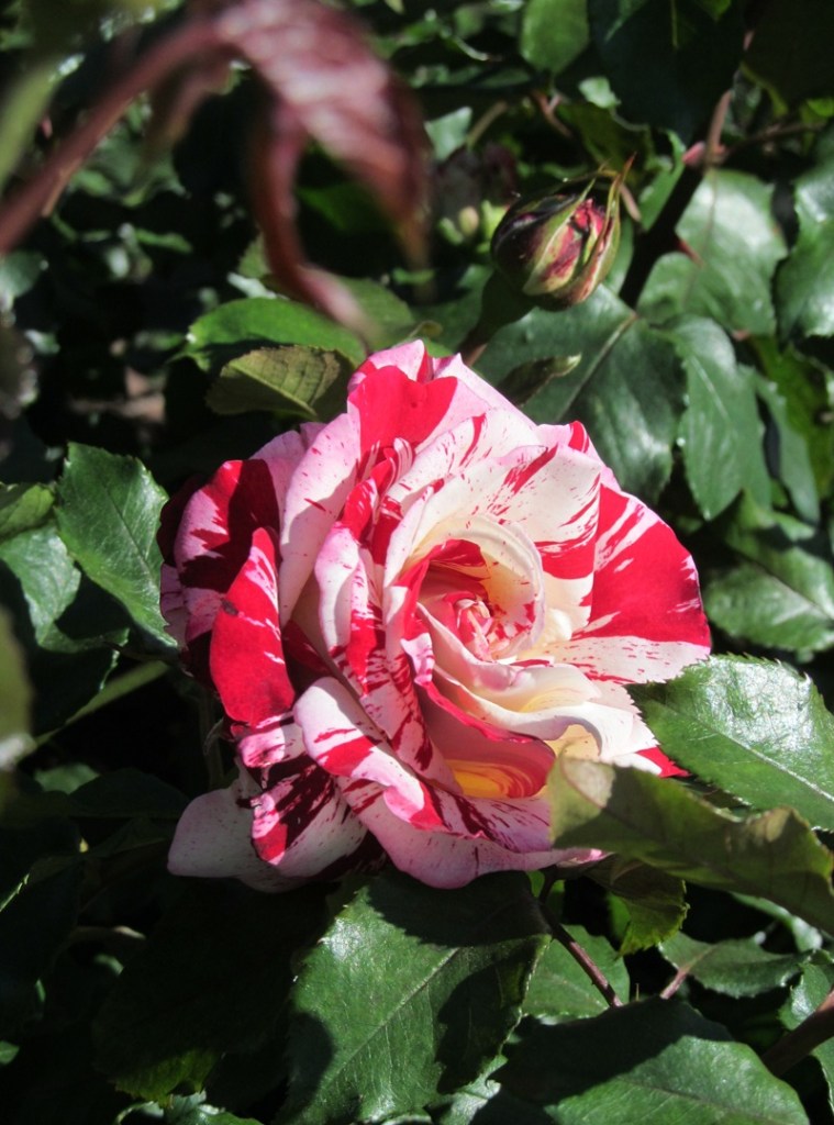 Balboa rock and roll rose