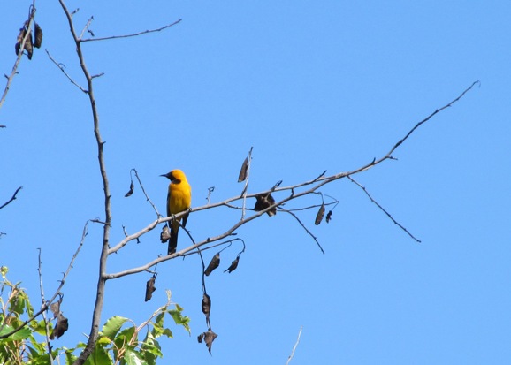 Balboa hooded oriole 