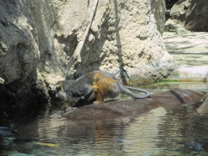 Zoo, monkey on a hippo