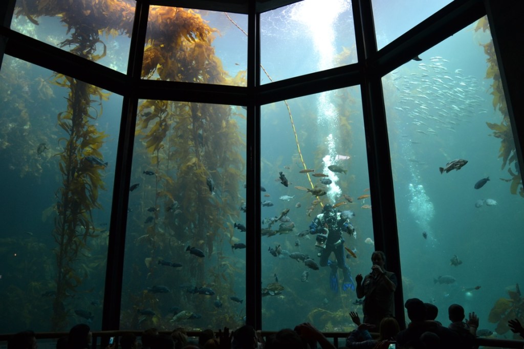 Monterey Bay Aquarium Kelp Bed