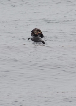 Monterey Bay Aquarium wild sea otter