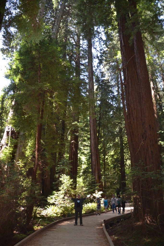 San Francisco Muir Woods, tall redwood trees