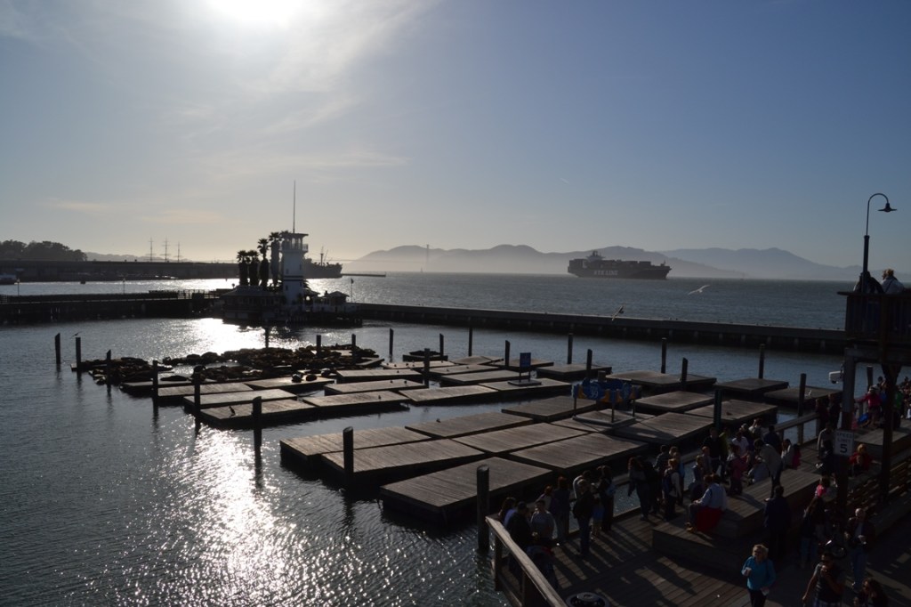 San Francisco floating docks sea lions