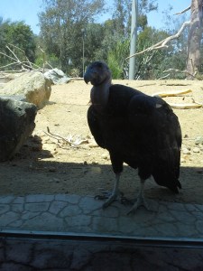 SD Zoo condor, people watching