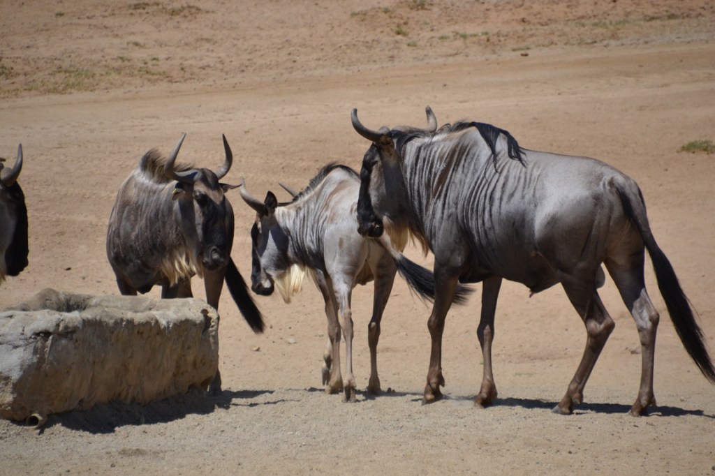 Safari Park, wildebeest 