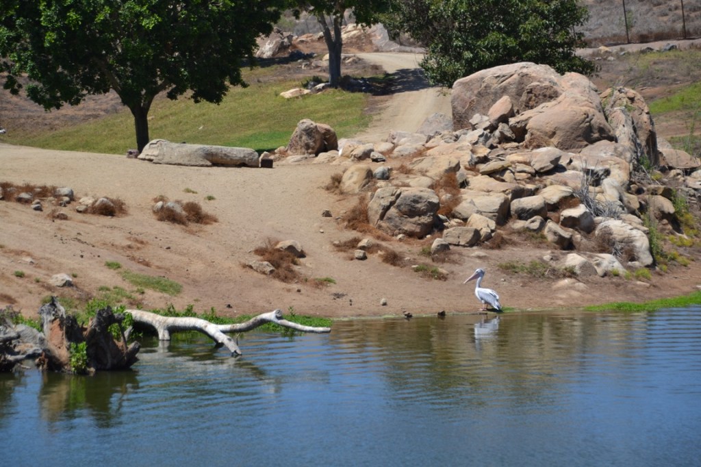Safari Park, pelican