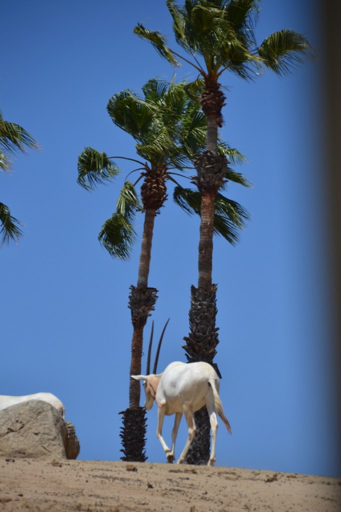 Safari Park, Arabian oryx