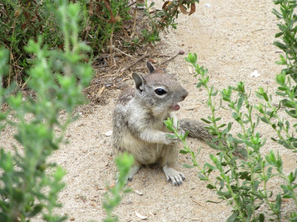 ground squirrel, chewing