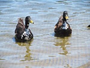 California wild duck?