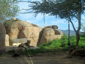 SD Zoo Safari Park. lions