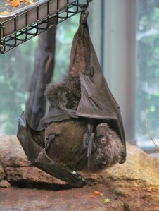 SD Zoo Safari Park, mother bat