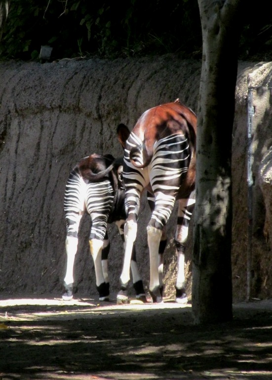 SD Zoo, baby okapi