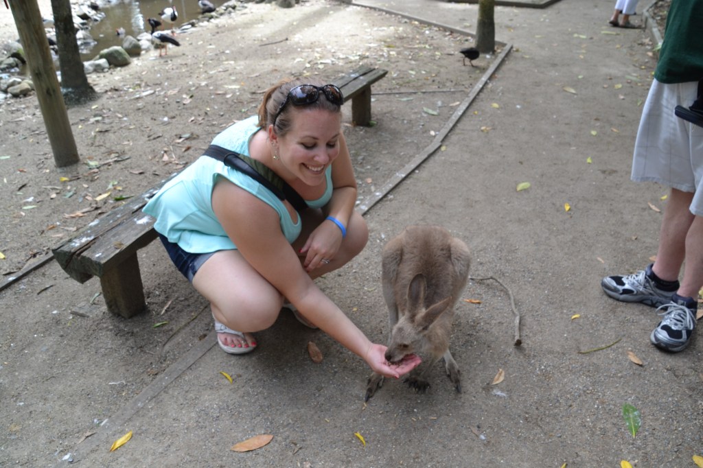 Australia feeding kangaroos