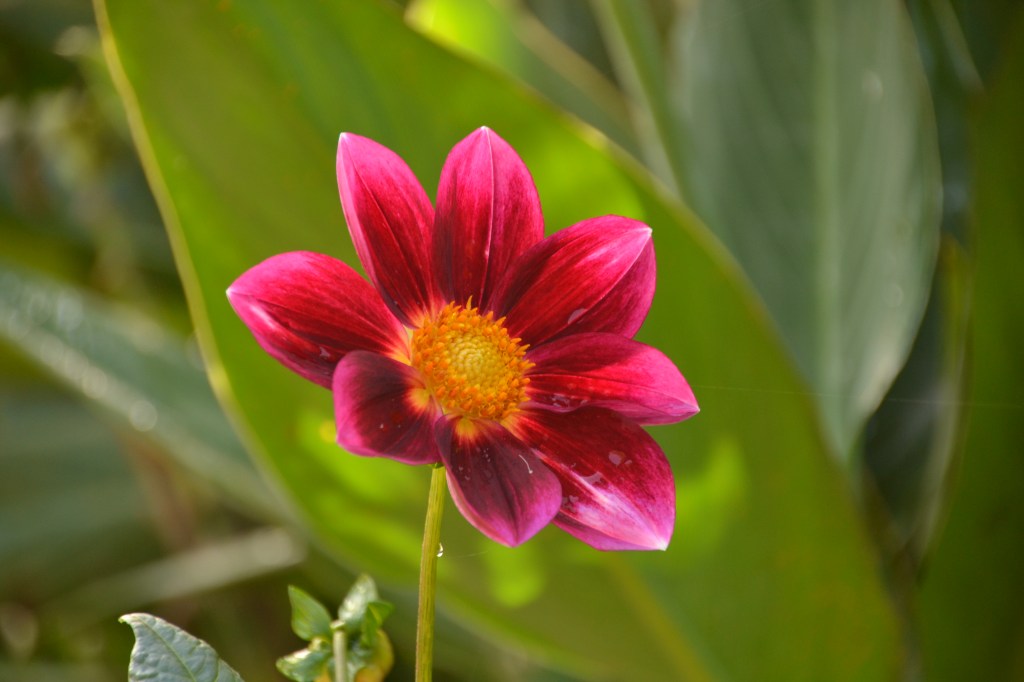 Australia, Sydney Royal Bonatincal Gardens flower