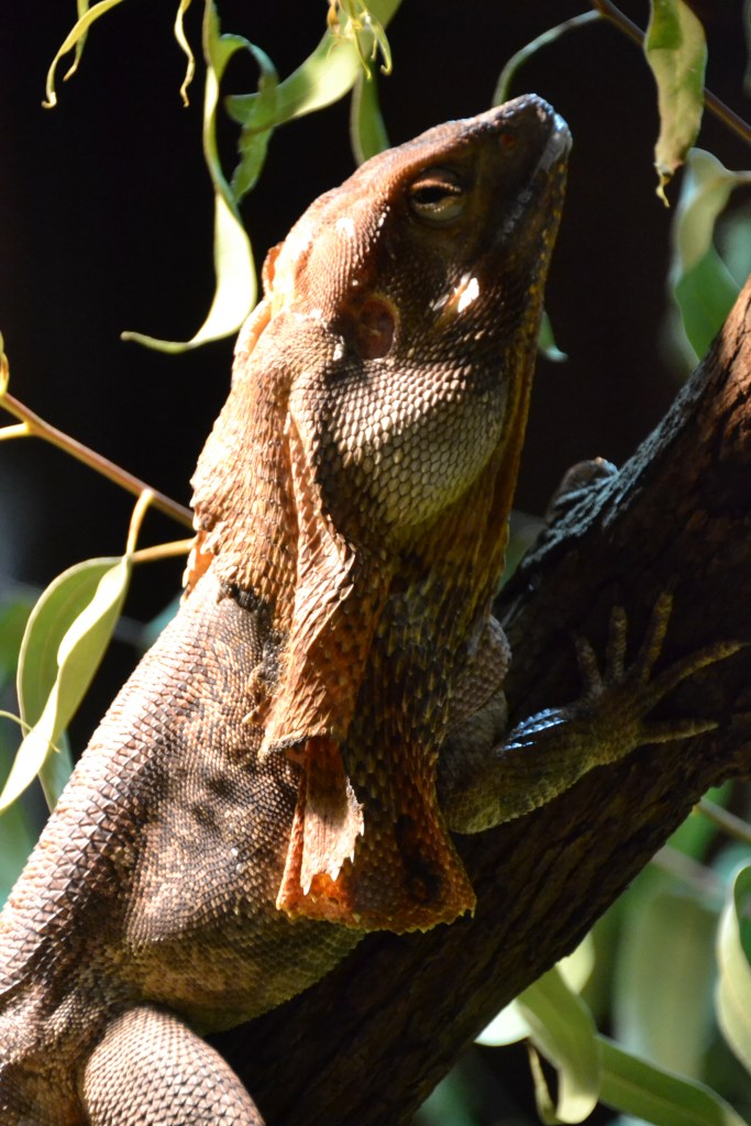Australia, Perth Zoo frill neck lizard