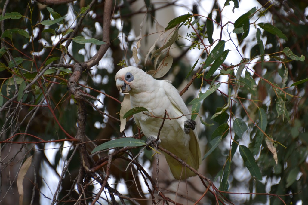 Australia, Perth Peninsula Tea Garden white cockatoo
