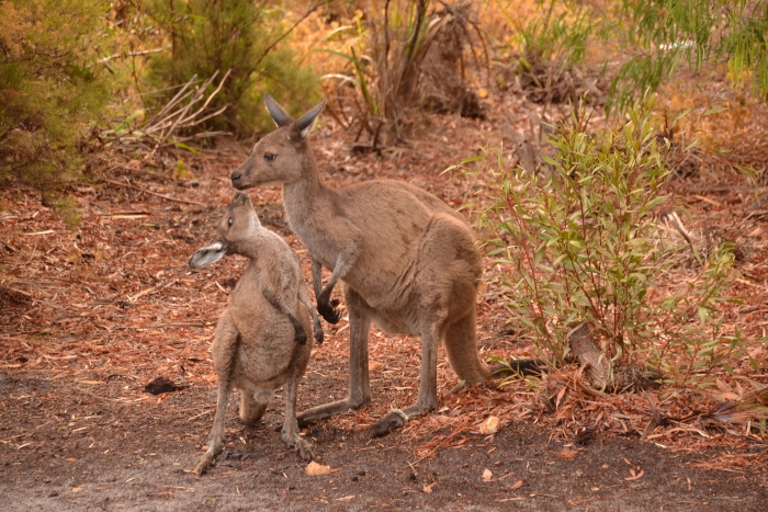Australia, kangaroos camping
