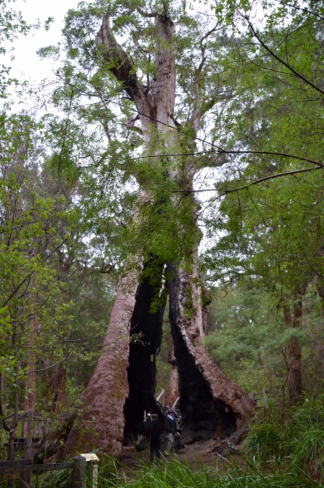 Australia, giant tingle tree