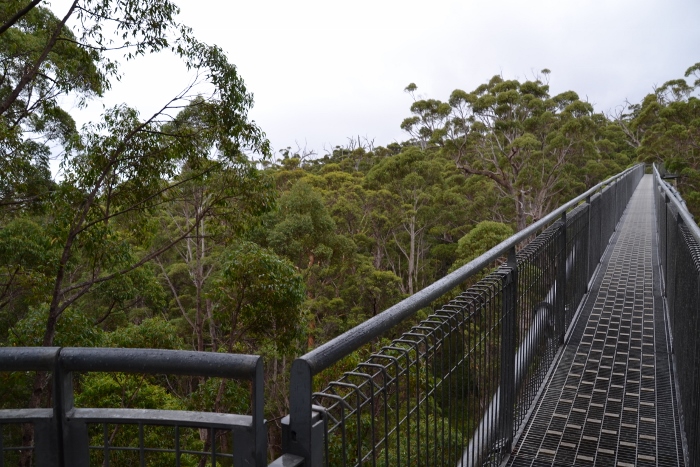 Australia, tree top walk path
