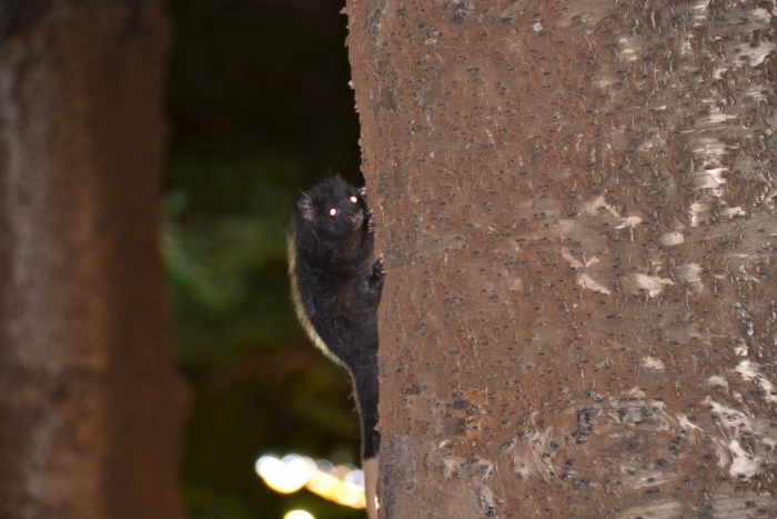 Australia, ring tailed possum