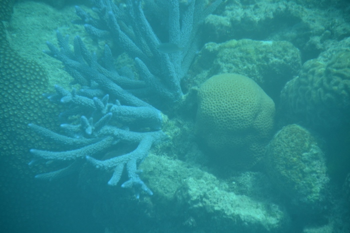 Australia, Port Douglas, reef coral