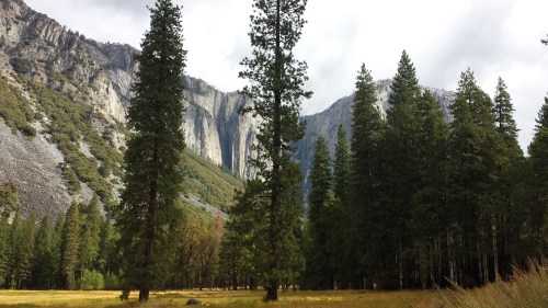 meadow near El Capitan