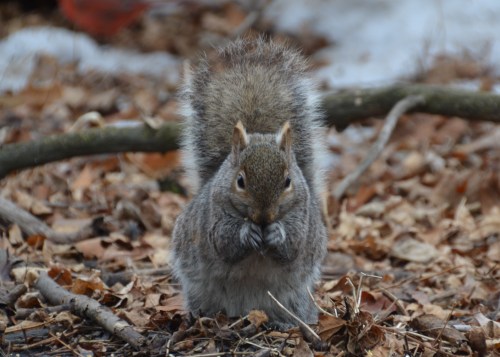 chubby squirrel, winter in chicago