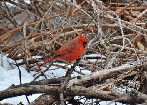 cardinal on branches, winter in chicago