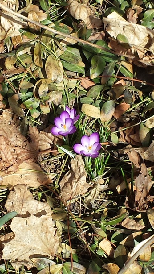 SPRING is here! Flowers!