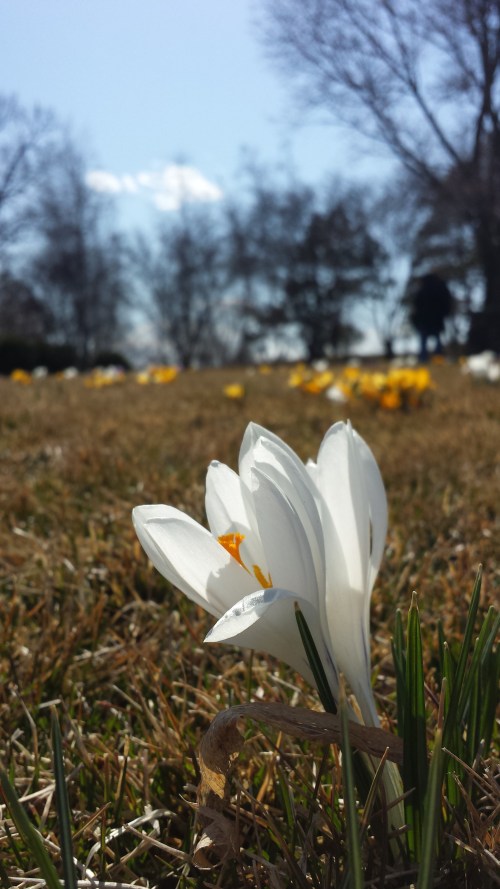 BotanicGarden single crocus