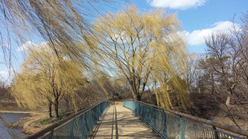 BotanicGarden willows