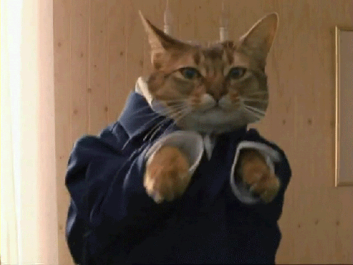 dancing cat gif
