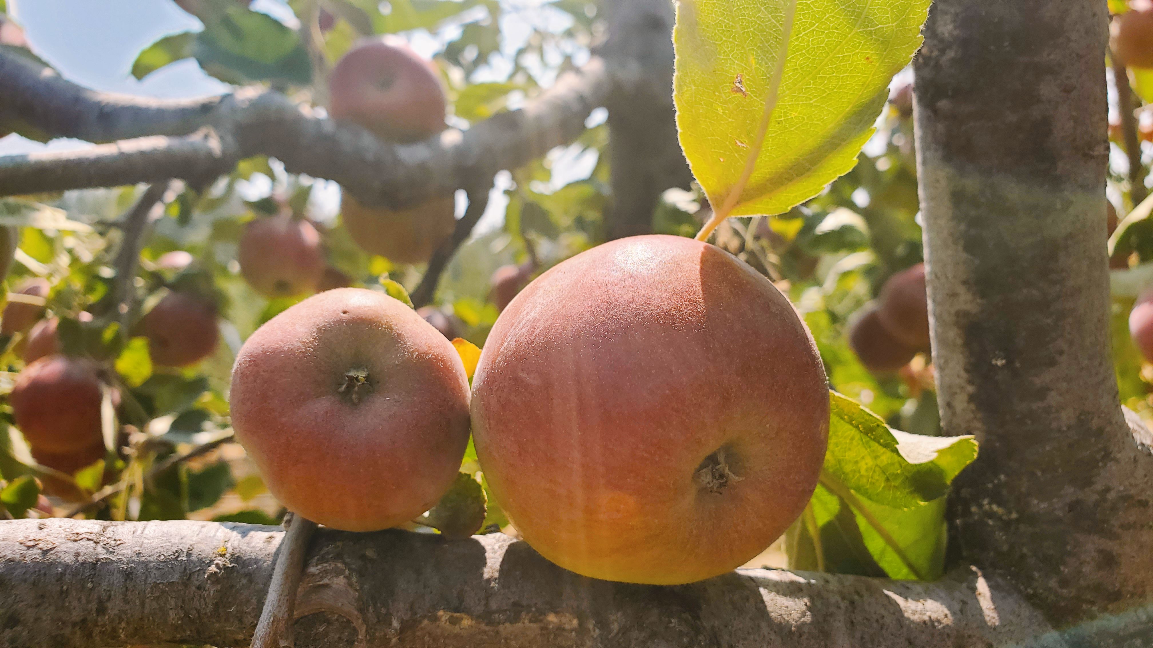 close up view of two apples sitting against a tree branch with more apples in background behind them