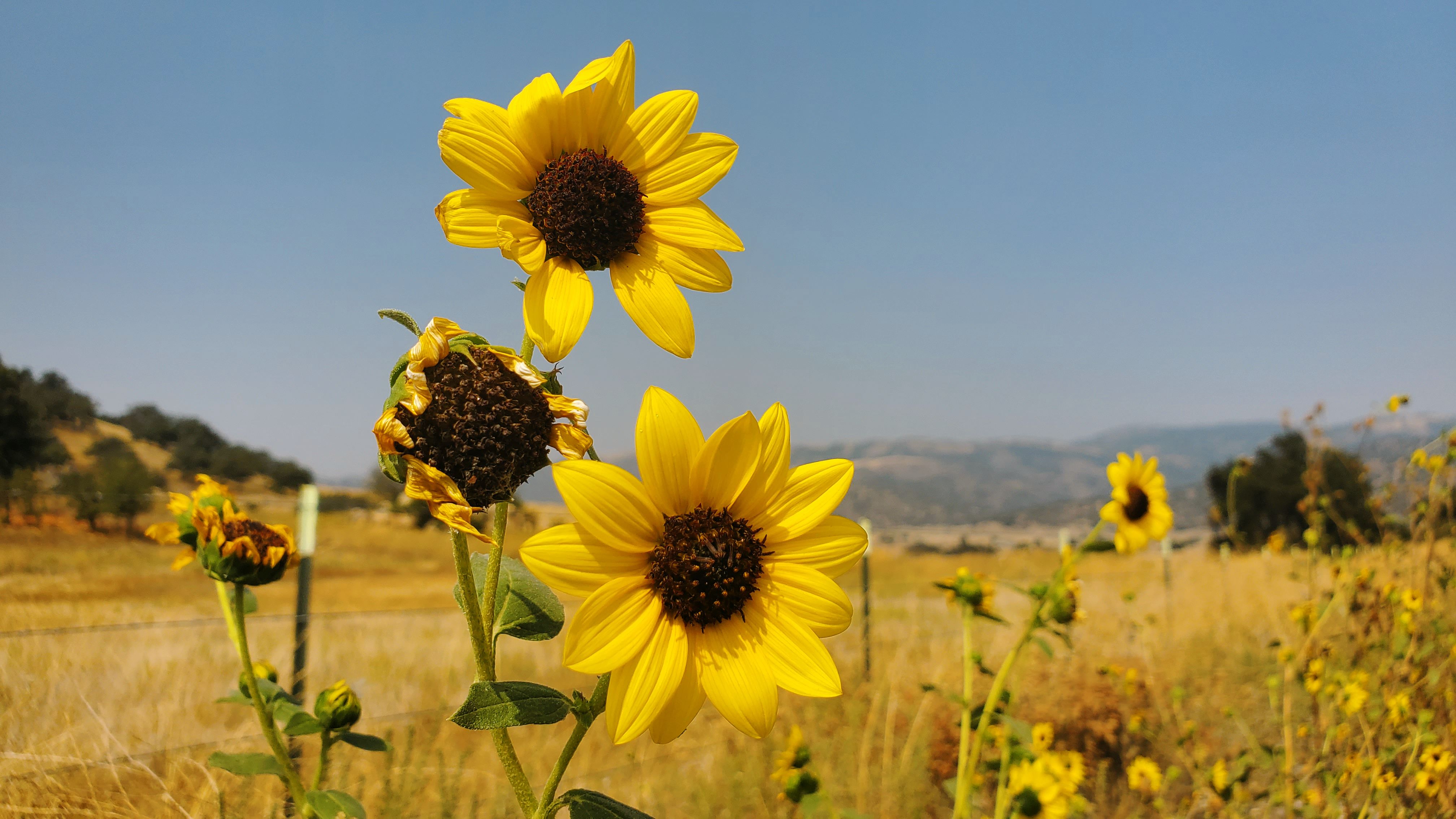 sunflowers in left-third of photo with hazy mountains behind